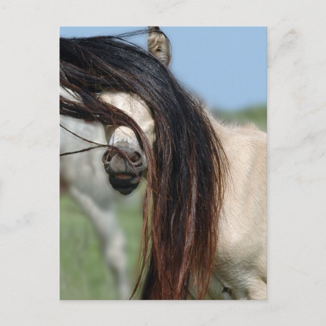 Peek-a-Boo Colt Postcard (Front)