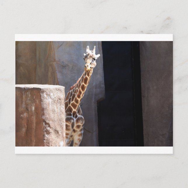 Peek-a-boo giraffe postcard (Front)