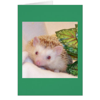 Peek a boo hedgehog cards