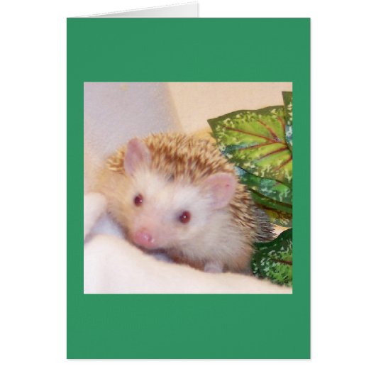 Peek a boo hedgehog cards (Front)