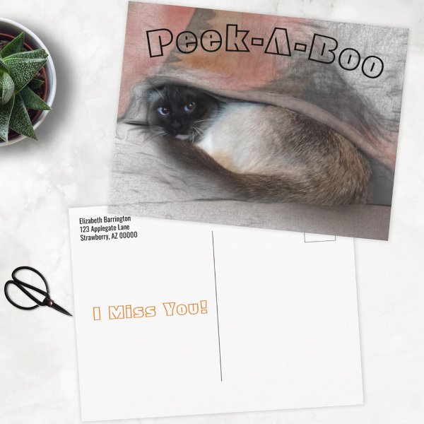 Peek-A-Boo I Miss You Siamese Kitten Under Blanket