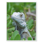 Peek-a-boo Iguana Temporary Tattoos