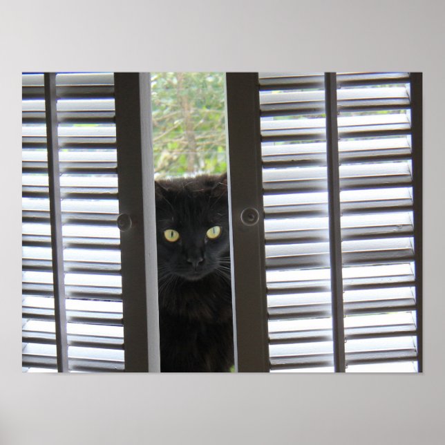 Peek-a-Boo Kitty, Cat in the Window Poster (Front)