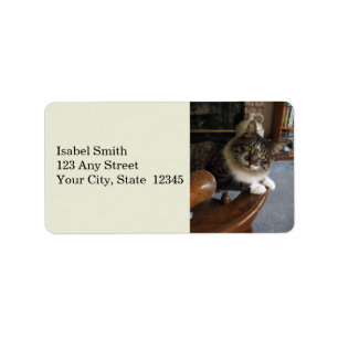 Peek-a-Boo Kitty Zorro Address Labels