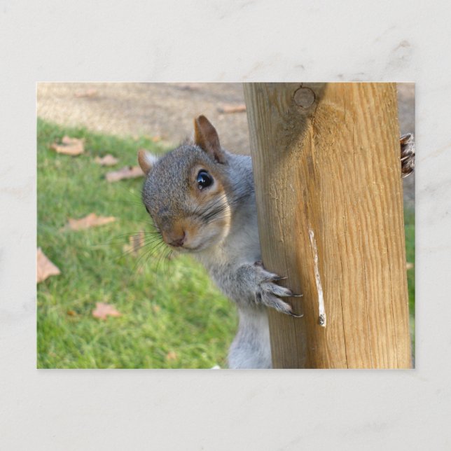 Peek-a-Boo! Postcard (Front)