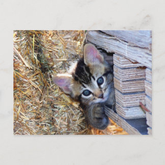 Peek-a-Boo Postcard