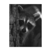 Peek-a-Boo Raccoon