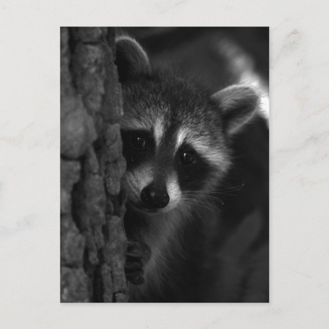 Peek-a-Boo Raccoon Postcard (Front)