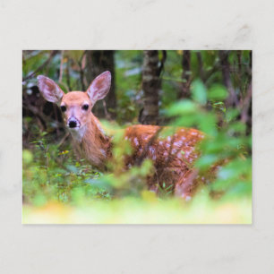 Peek-a-Boo - Spotted Fawn in the Brush - Postcard