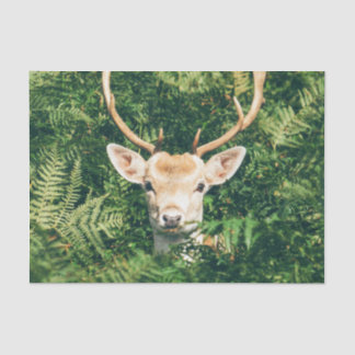 Peek a Deer  Tissue Paper
