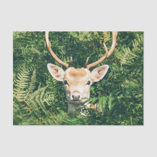 Peek a Deer  Tissue Paper (Front)