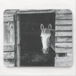 Peekaboo Gray Mare Horse Mouse Pad