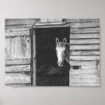 Peekaboo Horse &amp; Barn Black and White Poster
