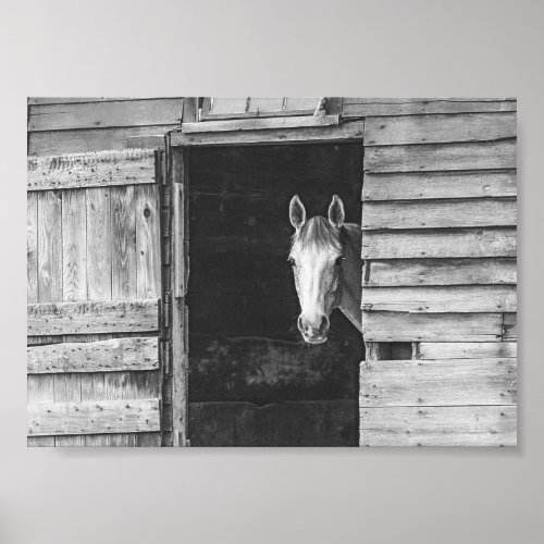 Peekaboo Horse  Barn Black and White Poster