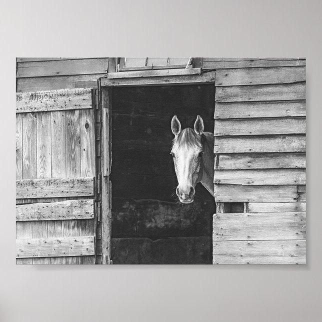 Peekaboo Horse & Barn Black and White Poster (Front)