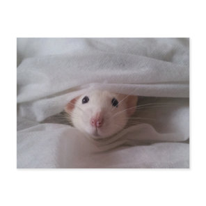 Peekaboo Rat Postcard