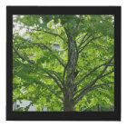 Peekaboo Squirrel in Tree 