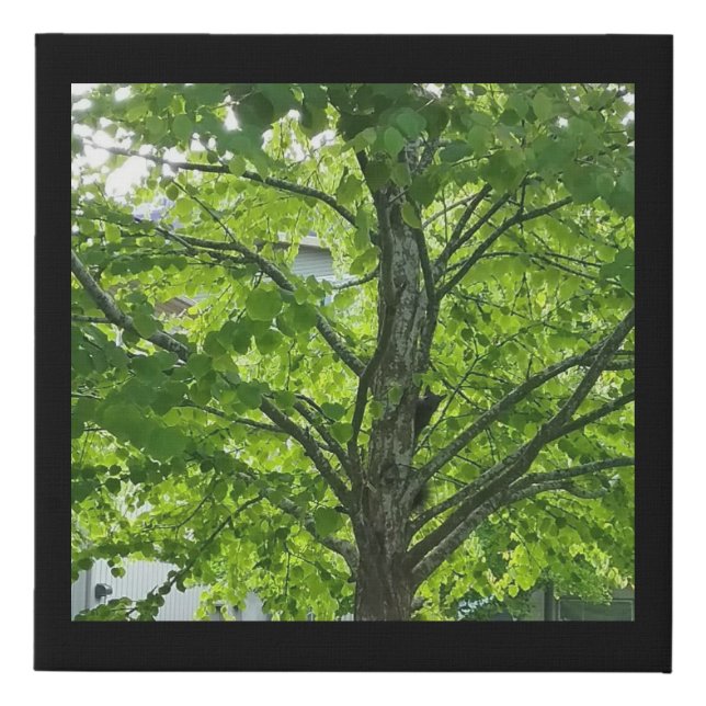 Peekaboo Squirrel in Tree  Faux Canvas Print (Front)
