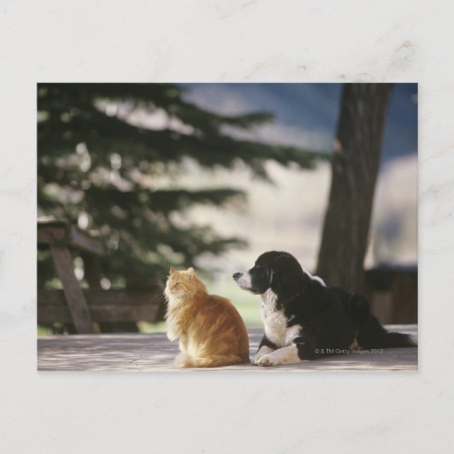 Peeking at the Snow | Western Colorado Postcard (Front)