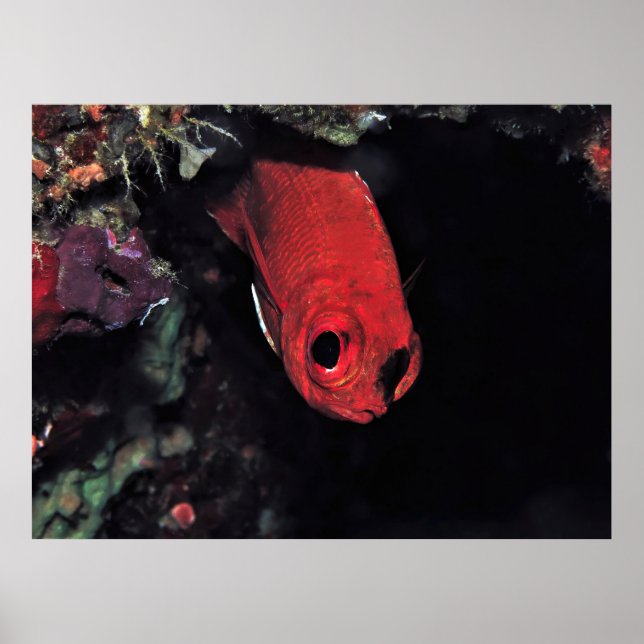 Peeking Cardinalfish Poster (Front)