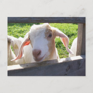 Peeking Goat Postcard