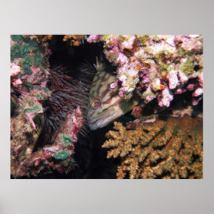 Peeking Grouper Poster