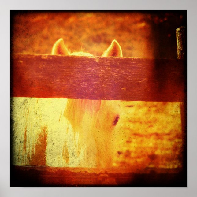 Peeking Horse Poster (Front)