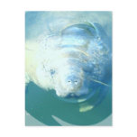 Peeking Manatee  Postcard