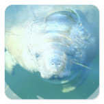Peeking Manatee  Sticker