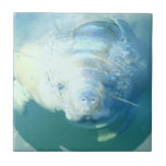 Peeking Manatee  Tile