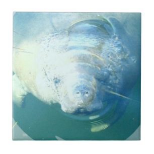 Peeking Manatee Tile