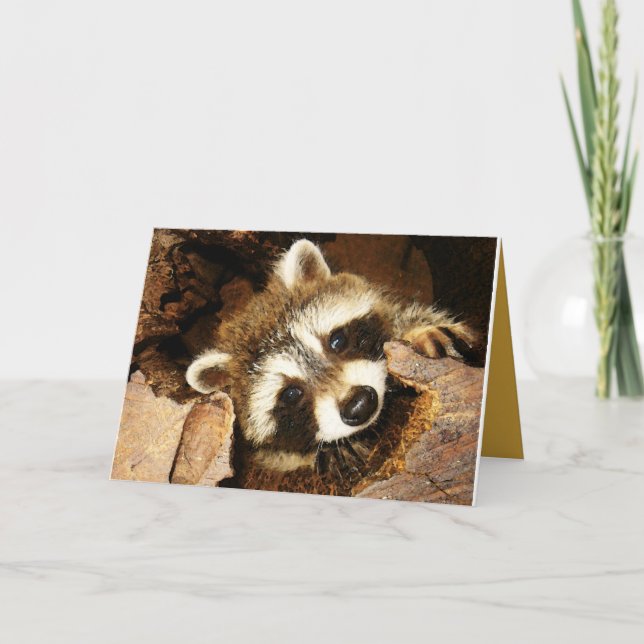 Peeking Raccoon kit,  Nature's comedian. Thank You Card (Front)