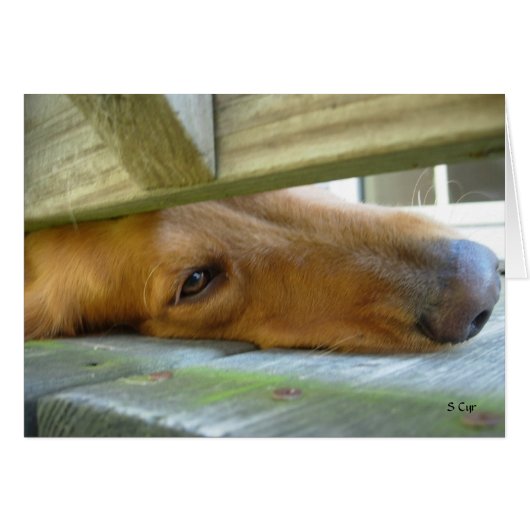Peeking, S Cyr Cards (Front Horizontal)