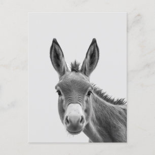 Peeking Sneaky Donkey Cute Postcard