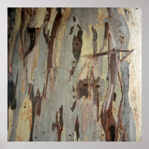 Peeling Patterns Of Eucalyptus Bark Poster