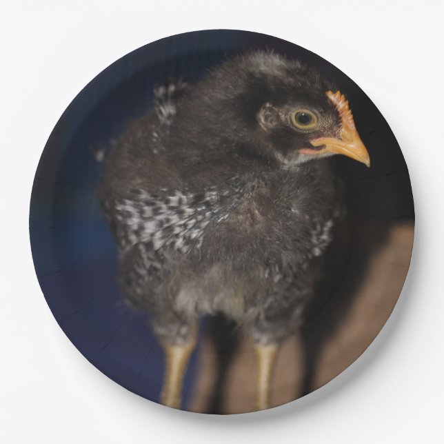 Peep Paper Plates (Front)