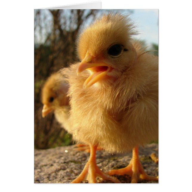 Peep!  Peep! Cards (Front)