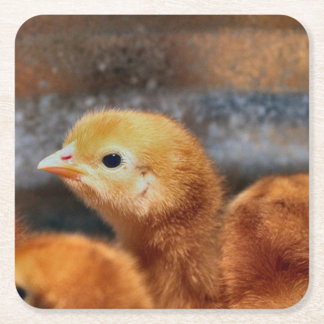 Peep peep square paper coaster (Front)