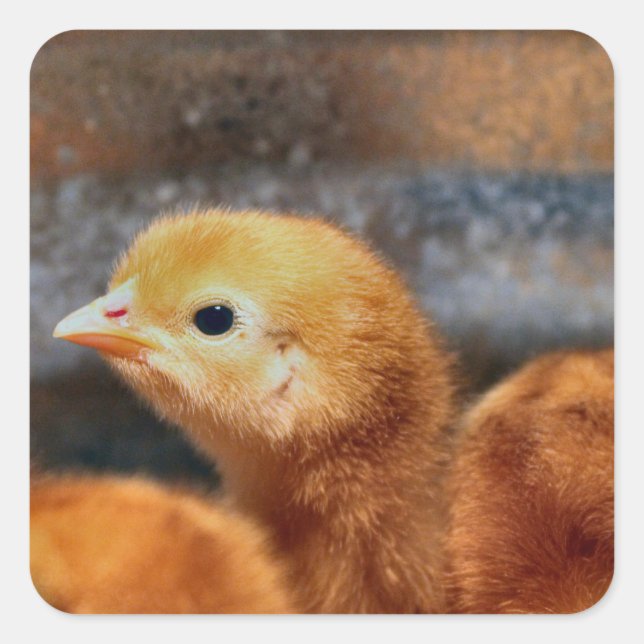 Peep peep square sticker (Front)