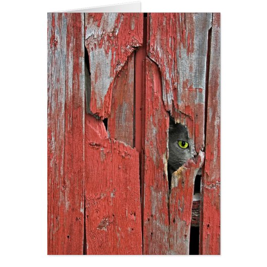 Peeping Tom Cards (Front)