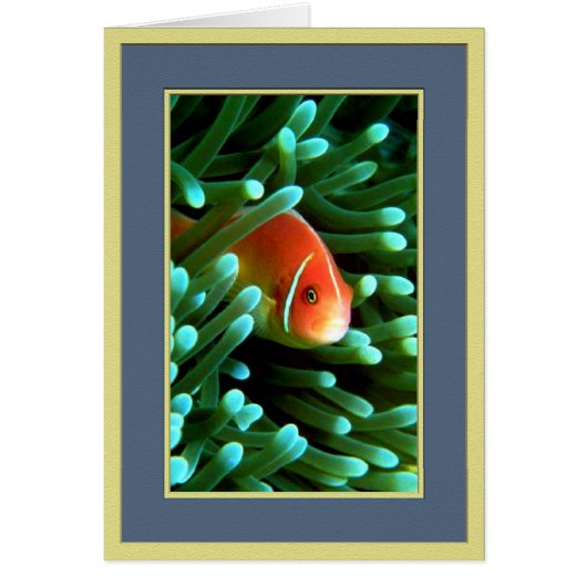 Peeping Tom Cards (Front)