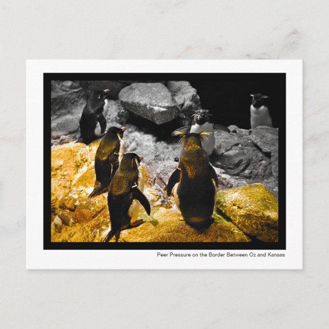 Peer Pressure on the Kansas Border Penguins Photo Postcard (Front)