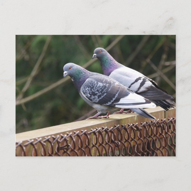 Peering Pigeons Postcard (Front)