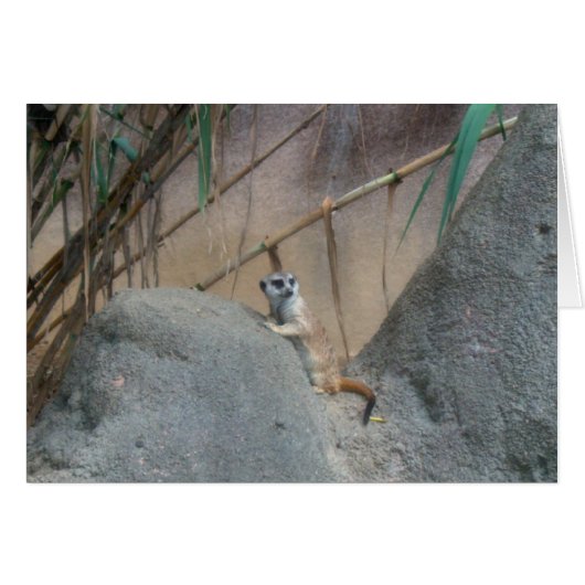 Peerkat Meerkat (Front Horizontal)