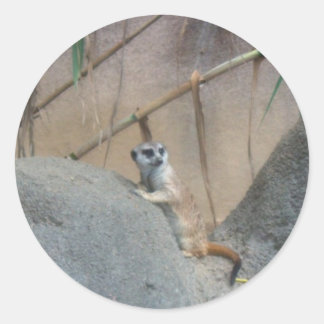 Peerkat Meerkat Classic Round Sticker