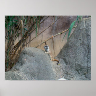 Peerkat Meerkat Poster