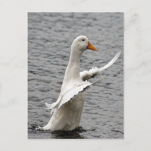 Pekin Duck Photo Postcard