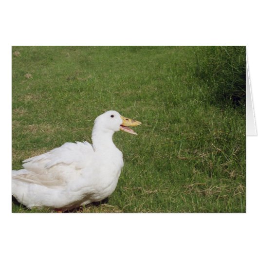 Pekin duck with open bill on green grass cards (Front Horizontal)