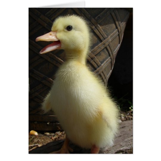 Pekin Duckling Card