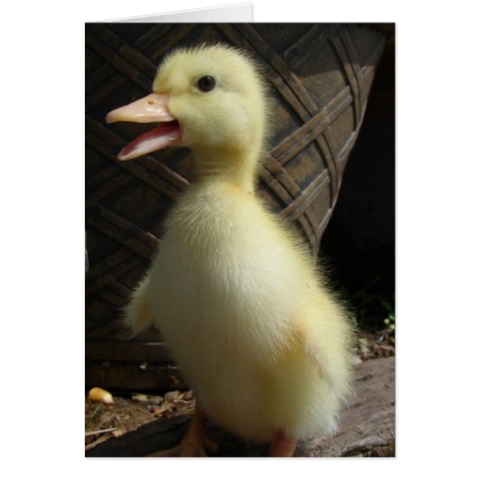 Pekin Duckling Cards (Front)